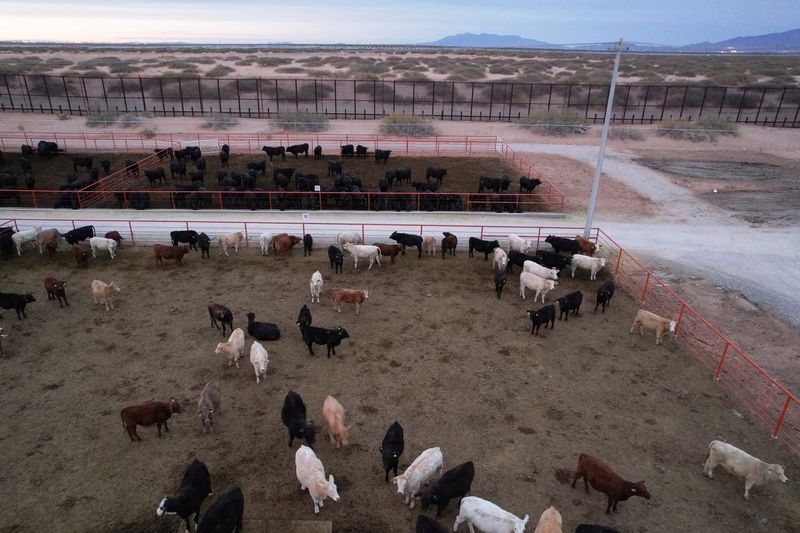 © Reuters. A drone view shows cattle in pens at the facilities of the Regional Livestock Union of Chihuahua before being exported to the U.S. through the Jeronimo-Santa Teresa border crossing, on the outskirts of Ciudad Juarez, Mexico, November 25, 2024. REUTERS/Jose Luis Gonzalez