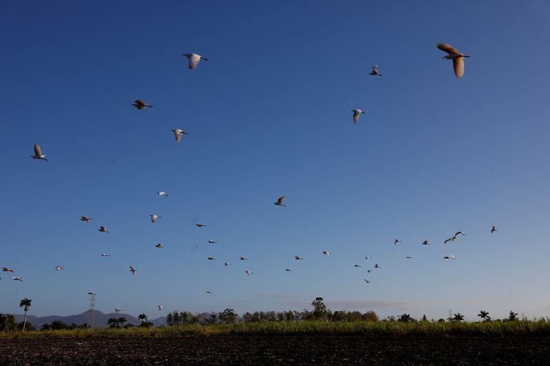 © Reuters. FILE PHOTO: Birds fly near a sugar cane plantation in San Cristobal, Cuba, February 25, 2022. REUTERS/Amanda Perobelli/File Photo