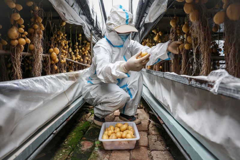 © Reuters. A worker wearing a protective suit harvests potato tubers at a greenhouse under Yakeshi Senfeng Potato Industry Company, where seed potatoes are farmed through the aeroponics method, in Yakeshi, Inner Mongolia, China, June 16, 2024. The company has invested in aeroponic systems where plants are grown in the air under controlled conditions, and farmers are increasingly demanding potato varieties that are higher-yielding and less susceptible to disease.  