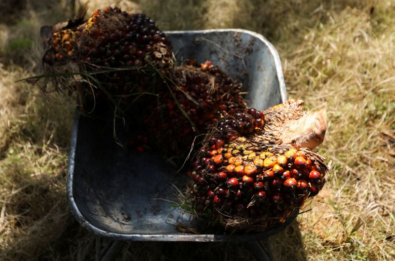 © Reuters. FILE PHOTO: Fresh fruit bunches of oil palm tree are are seen inside a wheelbarrow at a palm oil plantation in Kuala Selangor, Selangor, Malaysia April 26, 2022. REUTERS/Hasnoor Hussain/File Photo