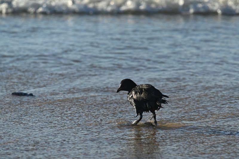 © Reuters. A bird covered in oil walks along a beach following an oil spill from an incident involving two tankers damaged in a storm in the Kerch Strait, in the village of Vityazevo near the Black Sea resort of Anapa, Russia December 20, 2024. REUTERS/Sergey Pivovarov