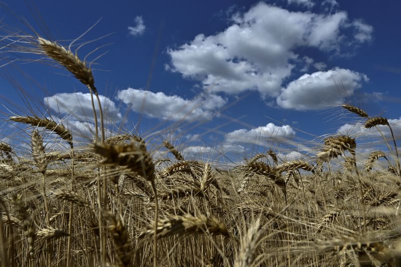 © Reuters. FILE PHOTO: Wheat is seen in a field during a harvesting, amid Russia's attack on Ukraine, in Zaporizhzhia region, Ukraine June 29, 2024. REUTERS/Stringer/File Photo