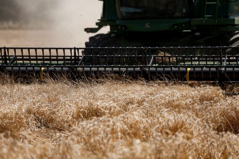 © Reuters. A Deere & Co. John Deere combine harvester cuts through a field of wheat during the summer harvest in Survilliers, France, July 15, 2022. REUTERS/Benoit Tessier/File Photo