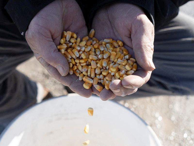 © Reuters. FILE PHOTO: Corn falls out the hands of Farmer Dan Henebry at his farm in Buffalo, Illinois, U.S., February 18, 2024.    REUTERS/Lawrence Bryant/File Photo