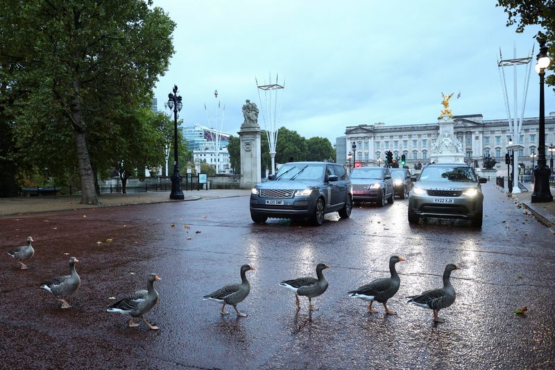 © Reuters. FILE PHOTO: A gaggle of geese stop traffic on The Mall as they cross the road in front of Buckingham Palace, in London, Britain October 10, 2022. REUTERS/Hannah McKay/File Photo