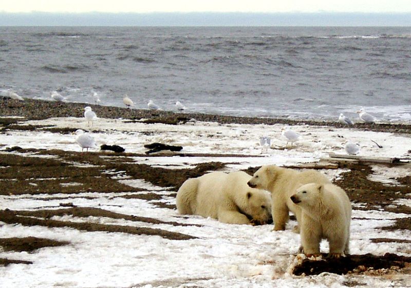 © Reuters. FILE PHOTO: A polar bear sow and two cubs are seen on the Beaufort Sea coast within the 1002 Area of the Arctic National Wildlife Refuge in this undated handout photo provided by the U.S. Fish and Wildlife Service Alaska Image Library on December 21, 2005.  U.S. Fish and Wildlife Service/Handout via REUTERS/File Photo